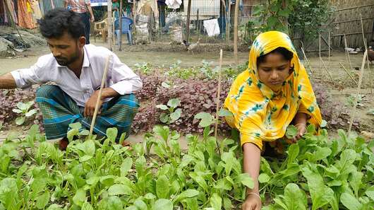 Eine Frau und ein Mann knien vor einem Gemüsebeet und ernten Gemüse.