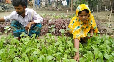 Eine Frau und ein Mann knien vor einem Gemüsebeet und ernten Gemüse.
