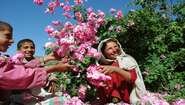 Children plays with rose petals. Children plays with rose petals.