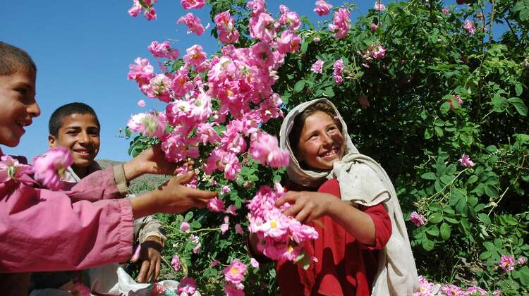 Children plays with rose petals. Children plays with rose petals.