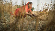 Eine Frau in Nepal bei der Getreideernte 