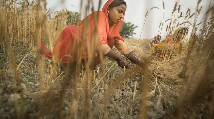 Eine Frau in Nepal bei der Getreideernte 