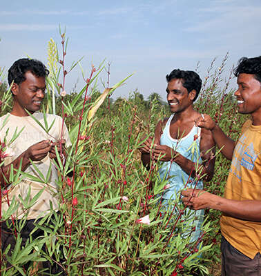 In Green Colleges lernen Jugendliche nachhaltige Anbaumethoden, wie hier in Indien. Jetzt unterstützen und spenden.