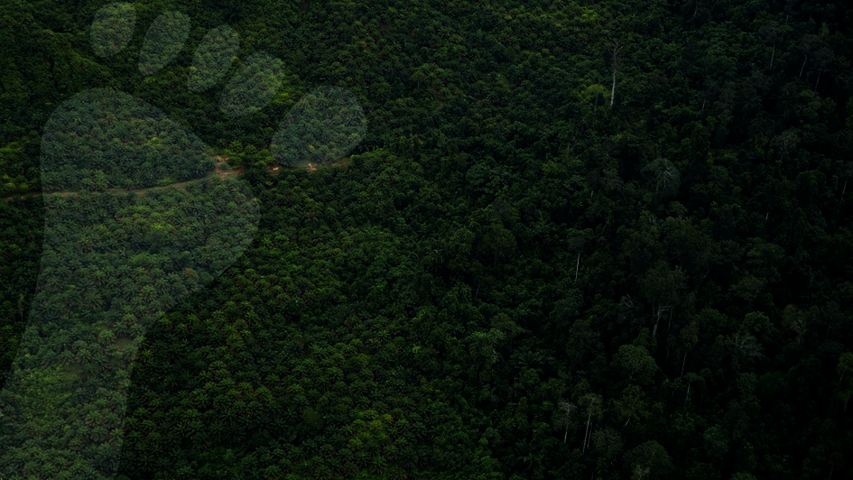 Bild aus der Vogelperspektive: Eine Plantage grenzt an den Regenwald