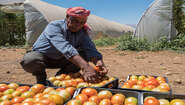 Ein Mann kniet vor mehreren Kisten voller Tomaten. Im Hintergrund sieht man zwei Gewächshäuser.