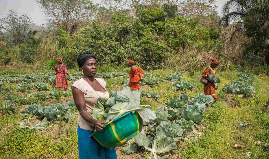 Frauen_Landwirtschaft_Sierra-Leone-.jpg