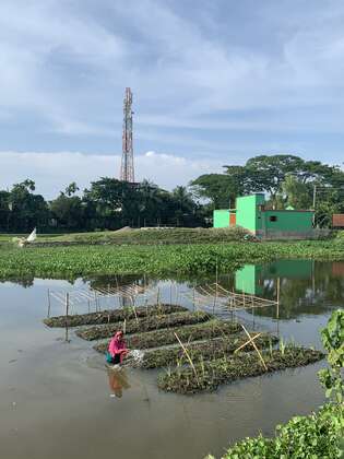 Sunamgonj, Bangladesch: Aleya Begum arbeitet in ihrem schwimmenden Gemüsegarten