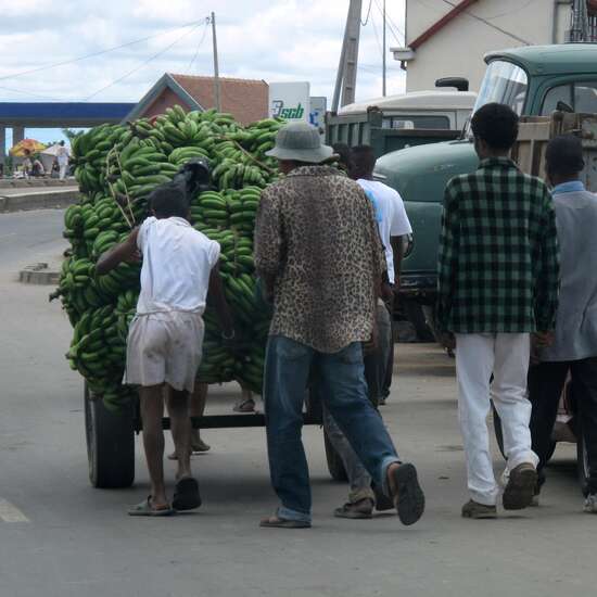 Männer schieben Bananenkarren