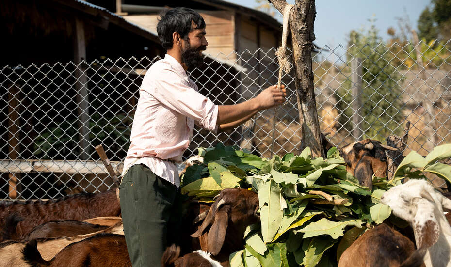 Mann arbeitet in seinem Ziegenstall