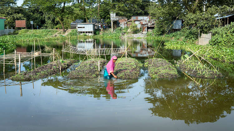 Sunamgonj, Bangladesch: Aleya Begum arbeitet in ihrem schwimmenden Gemüsegarten.