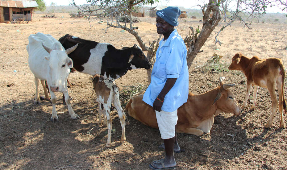 Ein Bauer mit seinen Rindern, Kenia 2021. 