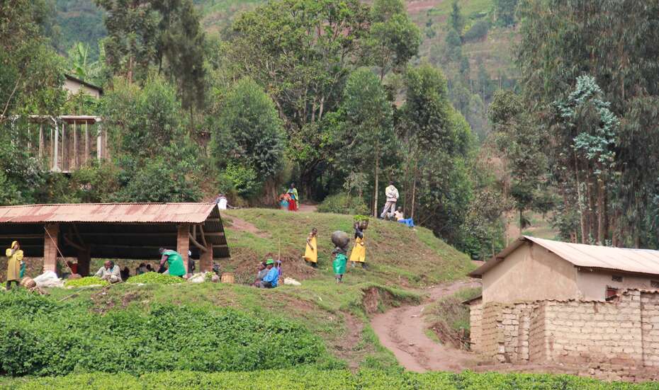 Teeplantage_Sammelstelle_Ruanda.jpg