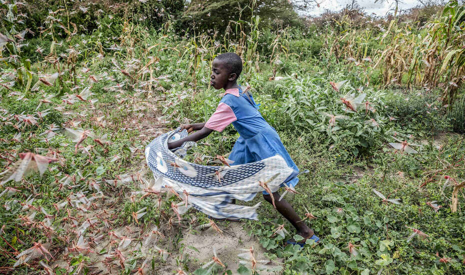 2020_Kenia_Heuschrecken_Kenia.jpg Heuschreckenplage in Kenia, 2020.