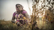 Eine Frau in Nepal bei der Getreideernte