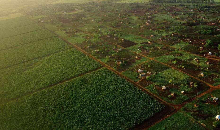 Plantage_Parzellen_Mosambik_2500.jpg Plantagen in Mosambik.