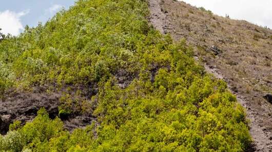 Regenwaldabholzung in Haiti, 2019. 