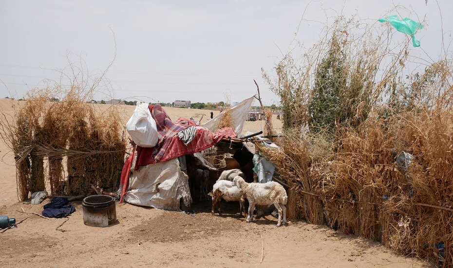 Menschen und Nutztiere in einer provisorischen Unterkunft bestehend aus Planen und Decken