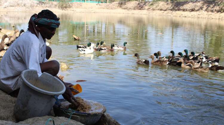 Ganeshwar Madi mit Enten aus seiner Zucht, Malkangiri, Indien, 2023