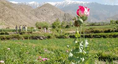 Schlafmohnfeld vor bergiger Landschaft