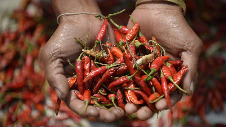 Rote Chilischoten in den Händen einer Frau.