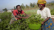 Zwei Frauen ernten Lebensmittel auf dem Feld.