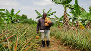 Ein Bauer in Uganda bei der Ananasernte, 2021.