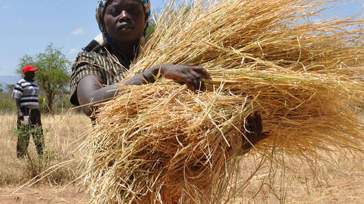 Heuernte in Kenia: Futter für die Kühe, 2016.