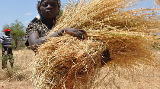 Heuernte in Kenia: Futter für die Kühe, 2016.