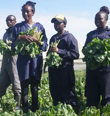 Junge Menschen stehen während der Ernte auf dem Feld, Kenia 2020.