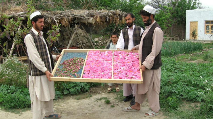 Trocknung der Rosenblueten