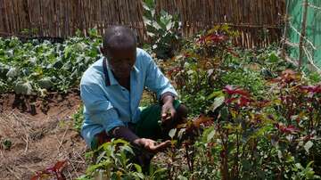 Ein Farmer in Malawi in seinem Garten