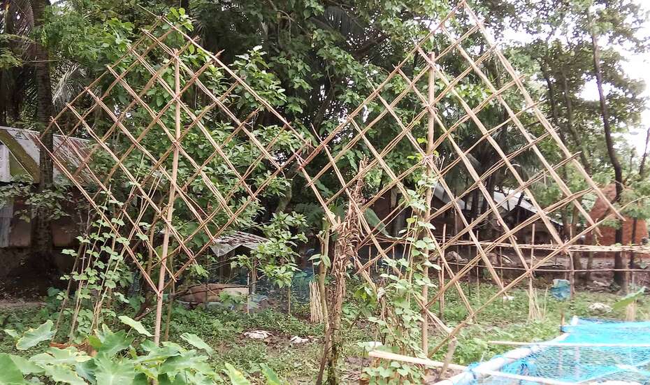 Aus Bambusstäben gebundene Rauten, die als Pflanzstützen dienen