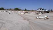 Totes Vieh nach Zyklon Sagar in Somaliland Verendetes Vieh am Boden, im Hintergrund ein parkender Jeep.