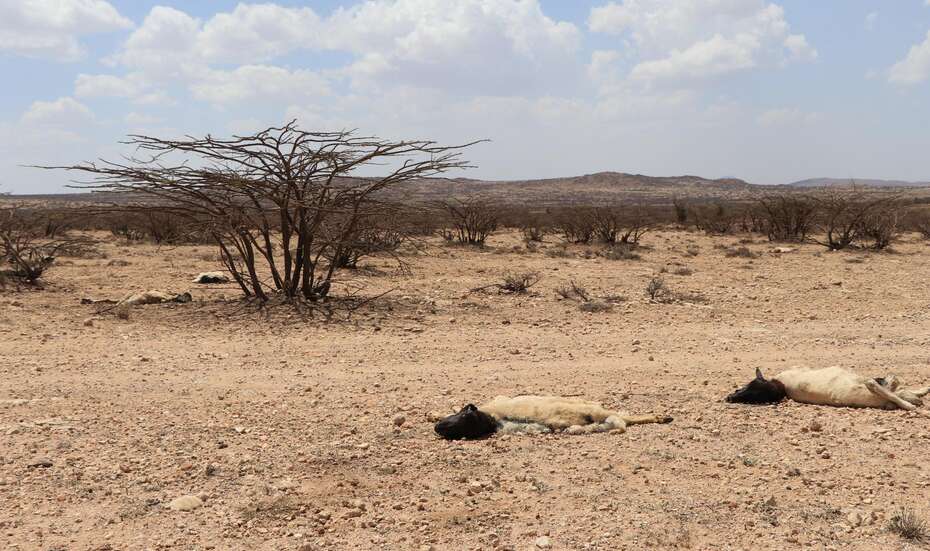 Bei der Dürre in Somaliland 2017 verendeten diese Schafe. Bei der Dürre in Somaliland 2017 verendeten diese Schafe.