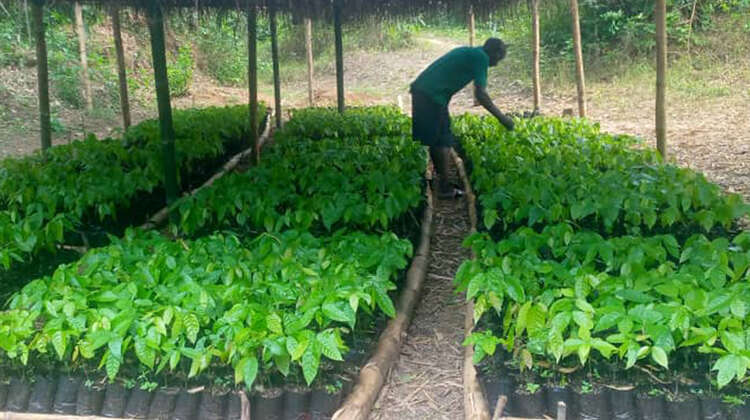 Qualitätskontrolle der Kakao-Setzlinge Ein Mann schaut sich kleine Setzlinge an.