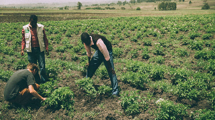 Clueso und die beiden Teshomes im Zwiebelfeld © Christoph Köstlin