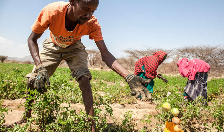 Ein Kleinbauer erntet Tomaten in Somaliland