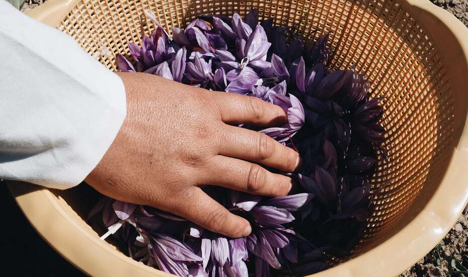 Ein Korb voller Krokusblüten.