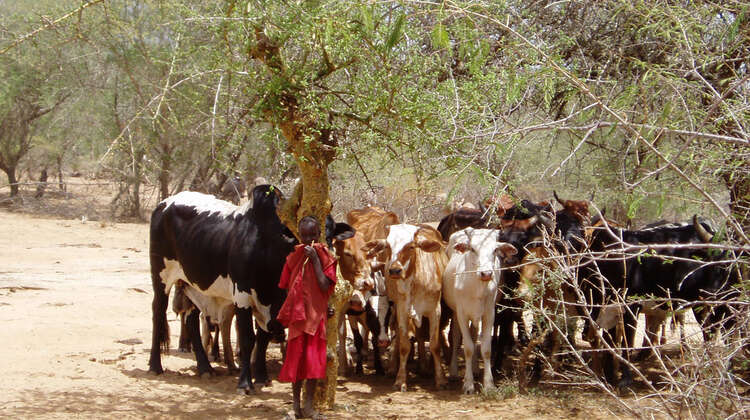 Rinderherde und Junge