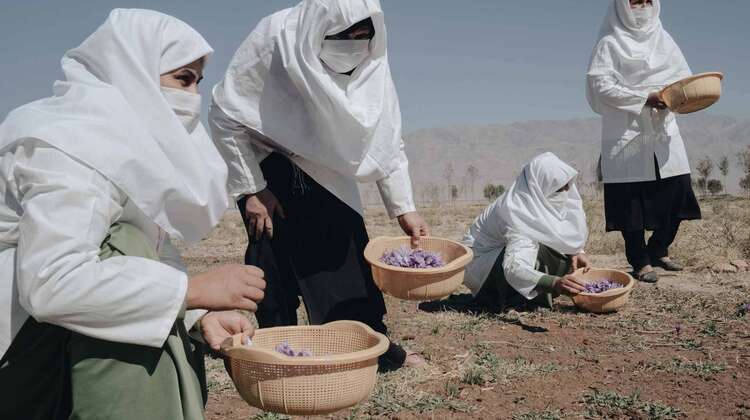 2021-safran-frauen-krokus-pfluecken-afghanistan-c-Ilir-Tsouko.jpg Mehrere Frauen stehen auf einem Feld.