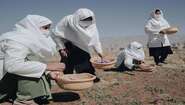 2021-safran-frauen-krokus-pfluecken-afghanistan-c-Ilir-Tsouko.jpg Mehrere Frauen stehen auf einem Feld.