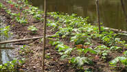 2008-schwimmender-garten-beet-bangladesch-welthungerhilfe.JPG Schwimmendes Beet in Bangladesh