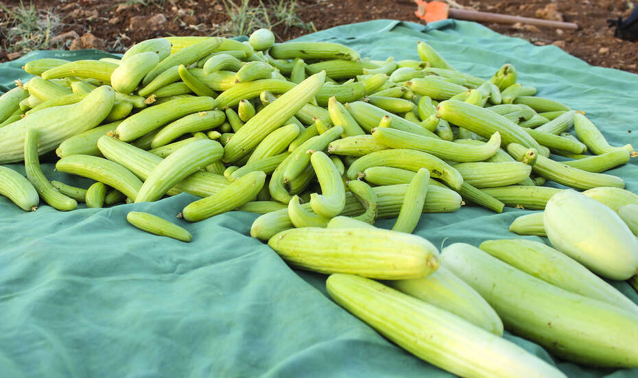 Geerntete Gurken auf einem Feld in Mardin, Türkei.
