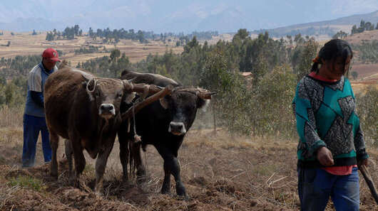 Feldarbeit mit Kühen und Pflug, Peru. 