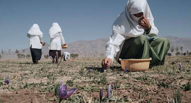Eine Frau kniet auf dem Boden und Pflückt Krokus-Blüten.