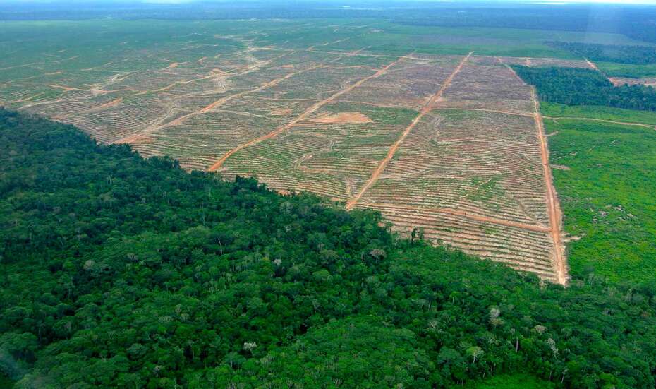 Peru_Regenwald_Rodung.jpg Peru Regenwald Rodung