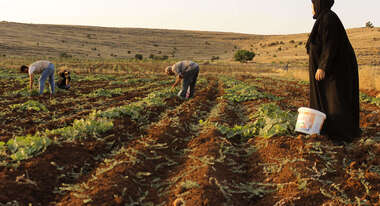 Syrische Flüchtlinge auf einem Gurkenfeld in Mardin, Türkei. 