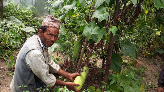 Nachhaltiger Garten: Ein Mann kniet im Gewächshaus und hält eine Zucchini in der Hand.