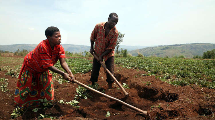 Kleinbauern in Burundi bei der Landwirtschaft Zwei Kleinbauern arbeiten auf ihrem Feld