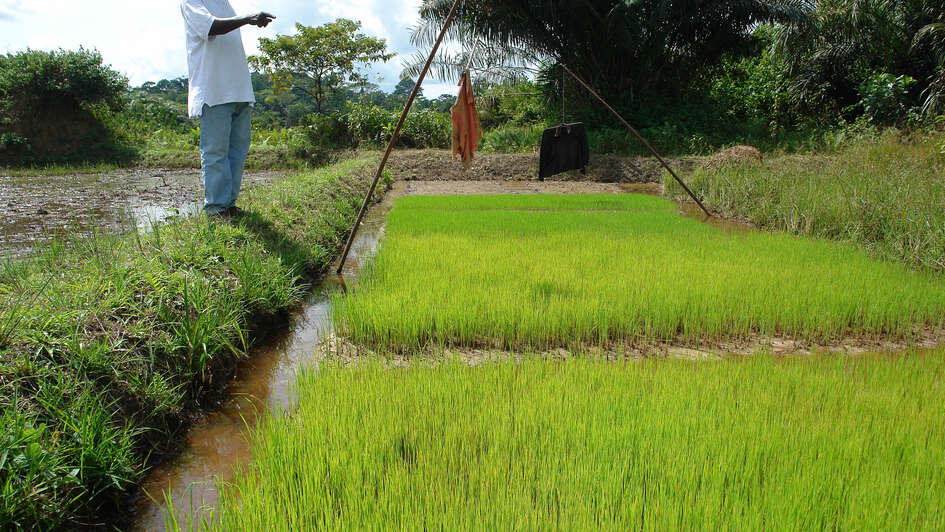 Mann steht vor Reisfeld